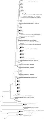 Genome Characteristics Reveal the Biocontrol Potential of Actinobacteria Isolated From Sugarcane Rhizosphere